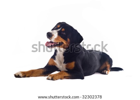 Greater Swiss Mountain Dog puppy isolated on white background