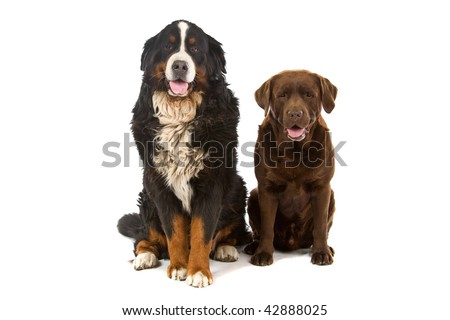 Bernese mountain dog sitting or Berner Sennen and a chocolate labrador, isolated on white background