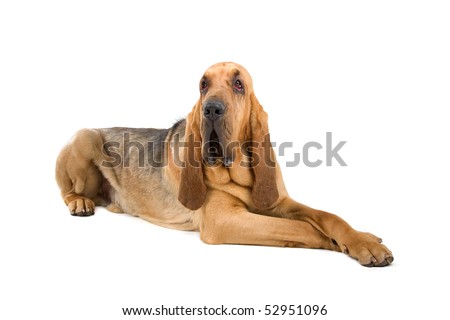 Bloodhound ,Also Known As St. Hubert Hound And Sleuth Hound Isolated On ...