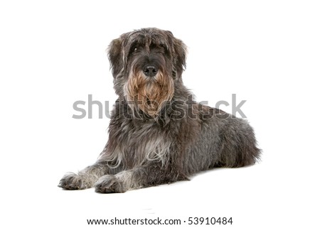 giant schnauzer isolated on a white background
