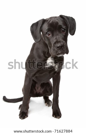 Mixed Breed Dog, Boxer/Labrador Puppy Stock Photo 71627884 : Shutterstock