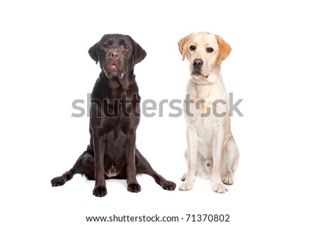 two Labrador retrievers