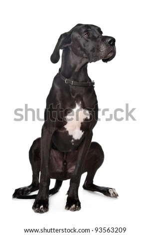 Black Great Dane In Front Of A White Background Stock Photo 93563209 ...