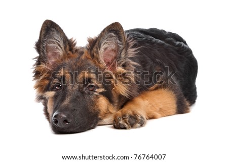 German Shepherd puppy in front of a white background Stock foto © 