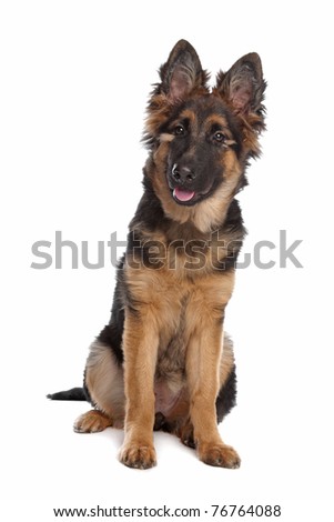 German Shepherd puppy in front of a white background Stock foto © 