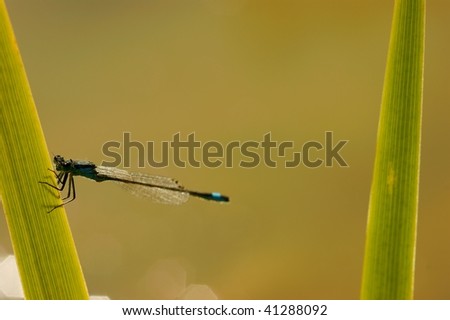 a dragon fly wait the good time to go to flight