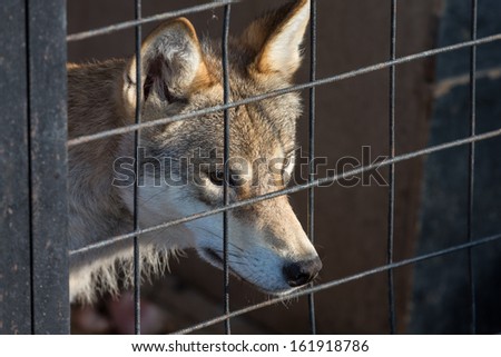 lone wolf looking through the bars of the cell