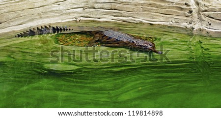 False Gharial Crocodile Floating in Water Near Shore