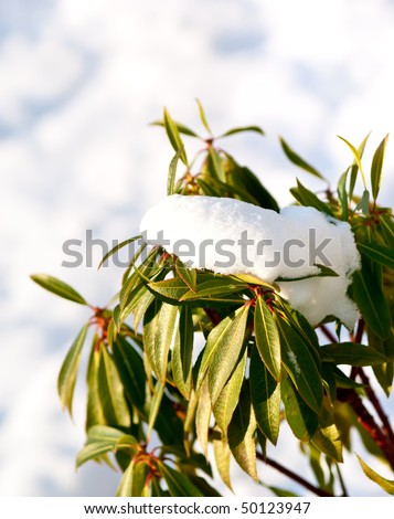 Melting snow on leaves of evergreen plant (copy space)