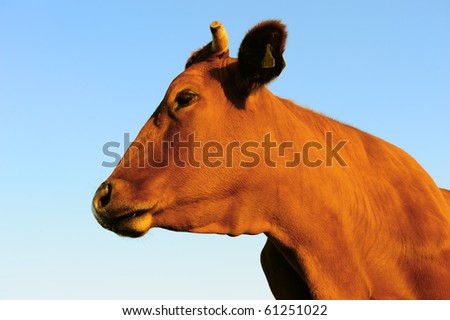 cow- portrait