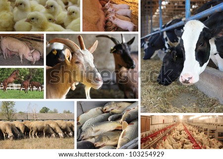 Farm Animal, cows, horses, pigs, chicken, fish, goat, sheep