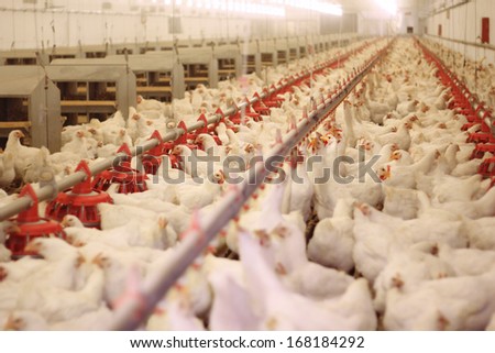 Chicken Farm, Poultry