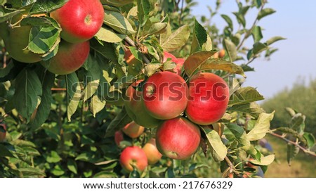 Similar – Image, Stock Photo Apple plantation with a net for protection