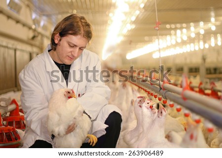 Veterinarian working in chicken farm