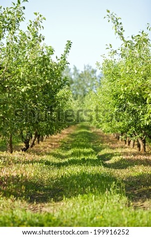 Orchard or garden of apple trees in the summer with blue sky and white clouds.