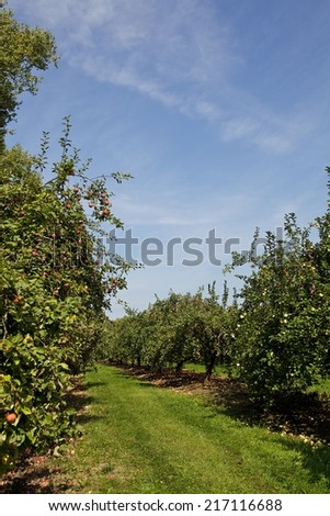 Orchard or garden of apple trees in the summer with blue sky and white clouds.