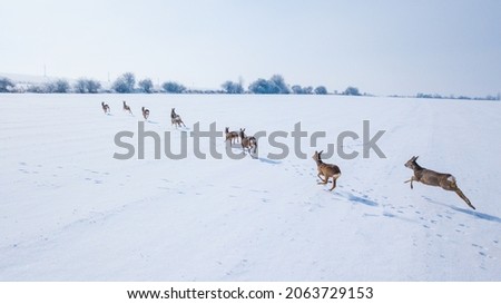Aerial view of a running herd of roe deer in winter. Beautiful wildlife scenery of roe deer in snowy landscape. West Bohemia in Czech republic, European union.