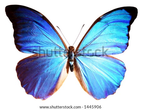 Blue Morpho Butterfly Stock Photo 1445906 : Shutterstock