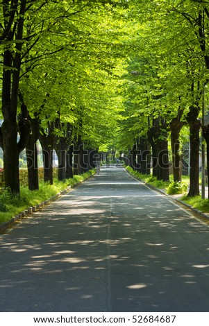 Road in a park with line or row of trees that completely cover the sky and person with bike