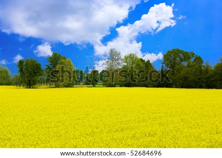 Beautiful fairytale place with yellow sea of  rapeseed flowers field under the blue sky