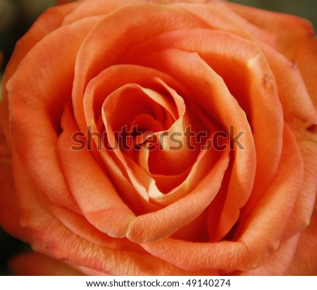 Macro of a beautiful peach rose - color slightly enhanced