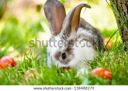 Easter bunny eating grass and playing between colorful eggs and green background. Easter Wallpaper