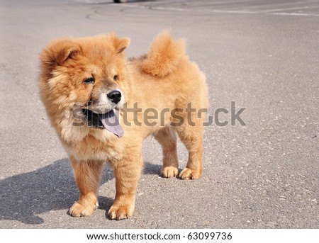 Sweet little chow chow puppy dog