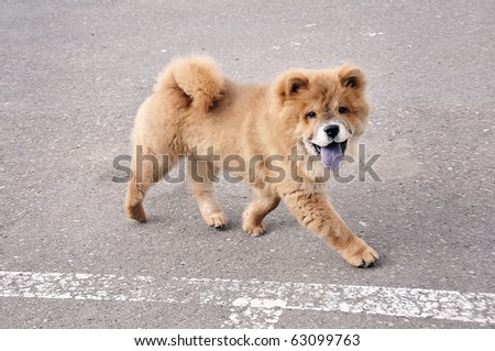 Little chow chow puppy dog running