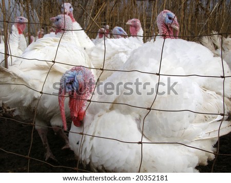 Turkeys at a turkey farm just before Thanksgiving