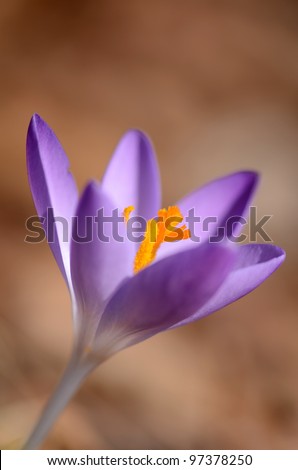 Purple crocus (Crocus Vernus) pushing its way up to the early spring sun