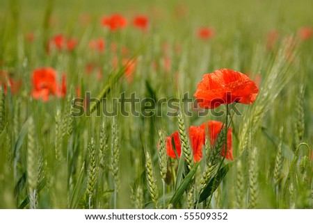 Red poppies on the field, horizontal composition, selective focus