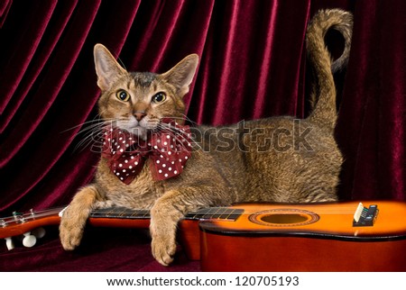 Cat with guitar in studio