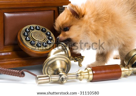 Puppy of a spitz-dog with phone