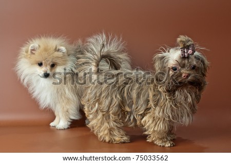Puppies of a spitz-dog and color lap dog