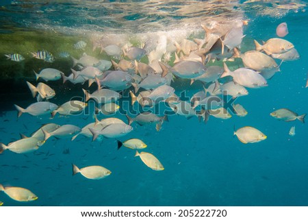 Shoal of fish under the hull of a boat