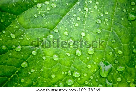Natural green background with leaf and drops of water
