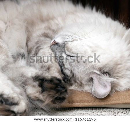 White lazy cat drowsing on the chair