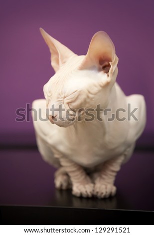 White Don Sphinx cat slumbers on the table