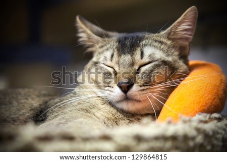 Fun brown striped short-haired cat sleeps with comfort on the bed