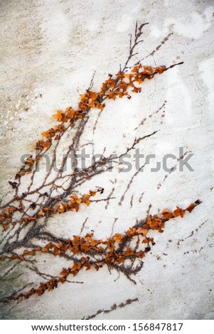 Dry decorative plant  grows on the grunge concrete wall