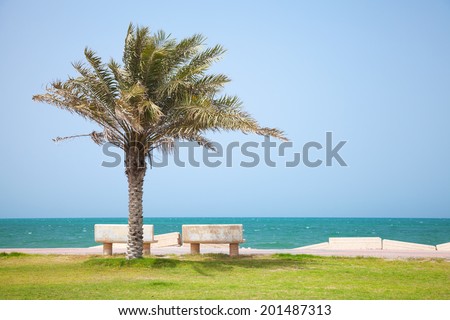 Date tree on the coast of Persian Gulf, Saudi Arabia