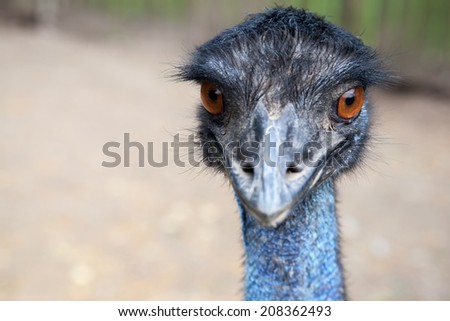 Closeup photo portrait of ostrich with orange eyes