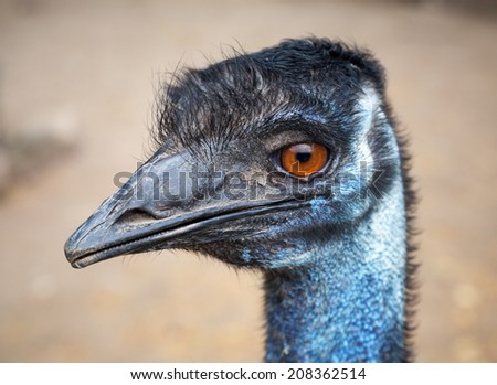 Closeup profile portrait of ostrich with orange eyes