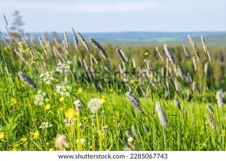 Similar – Image, Stock Photo Summer meadow grasses