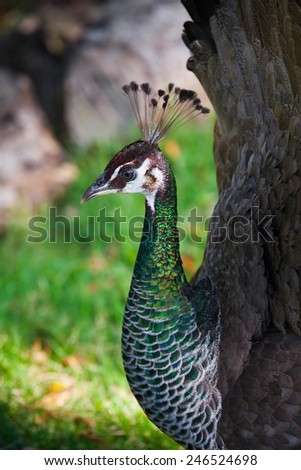 Wild female Peacock bird in tropical forest