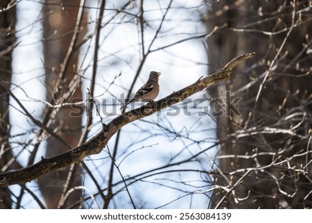 Similar – Image, Stock Photo Singing Finch Chaffinch