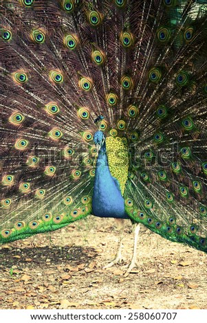 Wild peacock in tropical forest with feathers out, retro photo filter