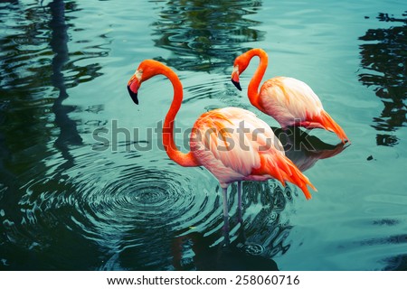 Two pink flamingos walking in the water with reflections. Vintage stylized photo, with colorful tonal correction filter like instagram