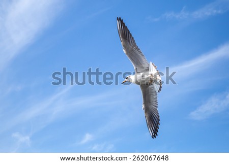 Big white seagull flying on blue cloudy sky background