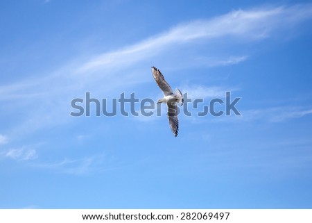 Big white seagull on blue cloudy sky background